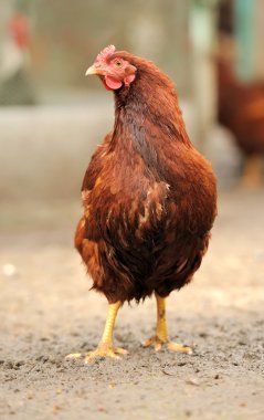 Brown chicken clipart