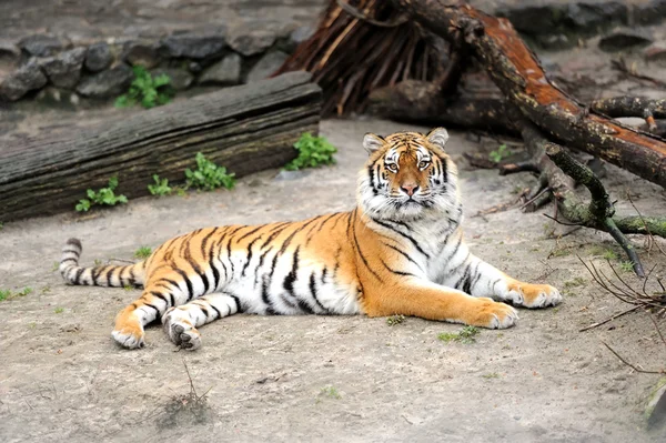 Sibirischer Tiger — Stockfoto