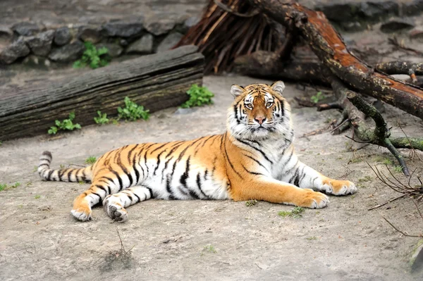 Tigre siberiano — Fotografia de Stock