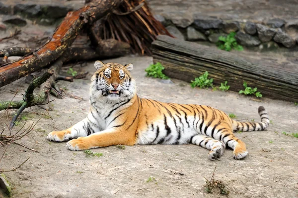 Sibirsk tiger – stockfoto