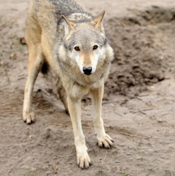 Kereste kurt (Canis lupus) — Stok fotoğraf