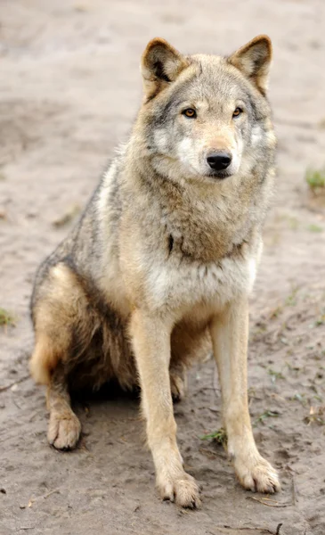 Kereste kurt (Canis lupus) — Stok fotoğraf