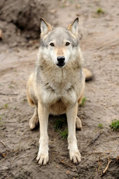 Lobo de madeira (Canis lupus ) — Fotografia de Stock