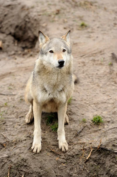 Lobo maderero (Canis lupus ) — Foto de Stock