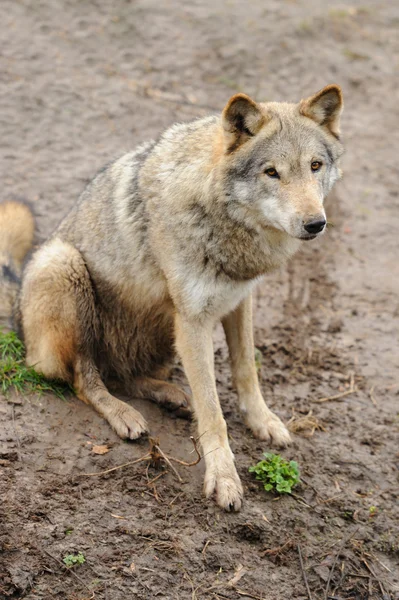 Timber Wolf (Canis lupus) — Stockfoto