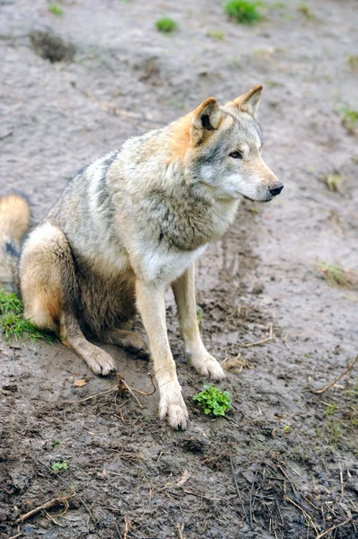 Лесной волк (Canis lupus ) — стоковое фото