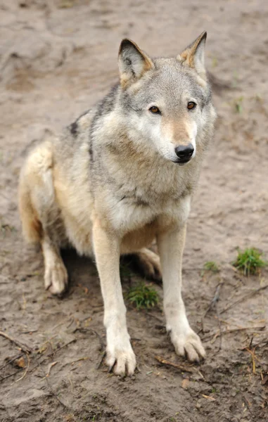 Lobo de madeira (Canis lupus ) — Fotografia de Stock