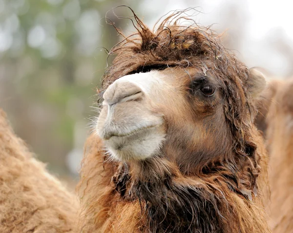 Kamel porträtt — Stockfoto