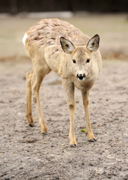 年轻的鹿 — 图库照片