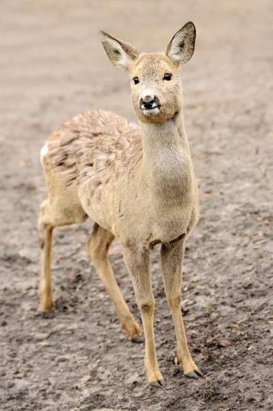 Unga rådjur — Stockfoto