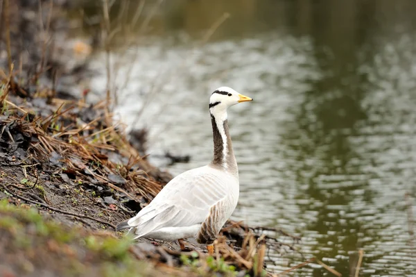 Bar-headed goose (Anser indicus) — Stock Photo, Image