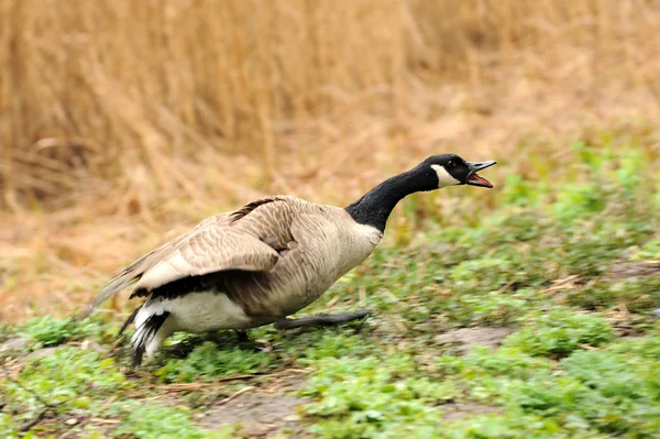 Canada geese (branta Canadensis) in a meadow — Stock Photo, Image