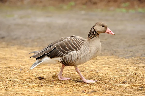 Grey Geese — Stock Photo, Image