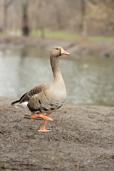 Grey Geese — Stock Photo, Image