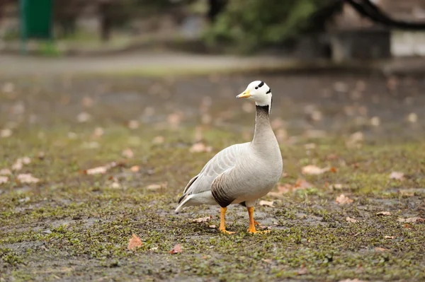 பட்டி தலை கொண்ட கழுகு (Anser indicus) ) — ஸ்டாக் புகைப்படம்