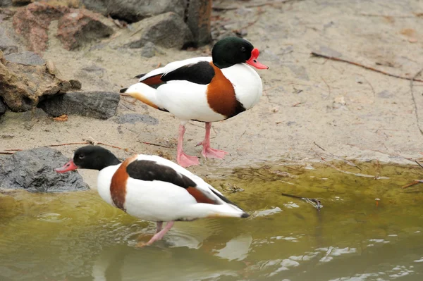 stock image Two motley birds