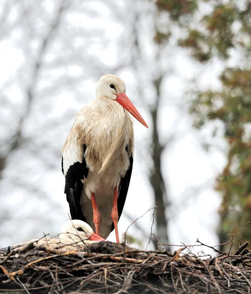White stork — Stock Photo, Image