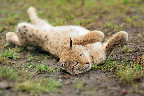 Lynx muda — Stok Foto