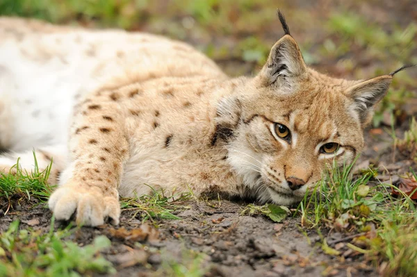 若い lynx — ストック写真