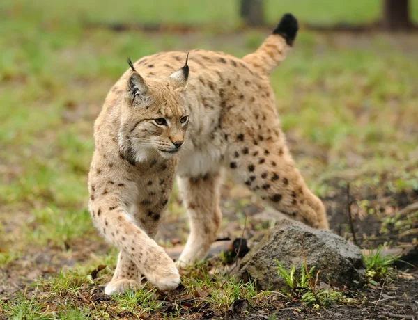 Young lynx — Stock Photo, Image
