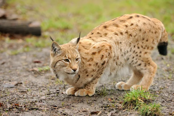 stock image Young lynx