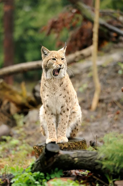 若い lynx — ストック写真