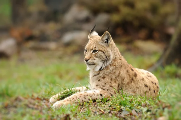 Jonge lynx — Stockfoto