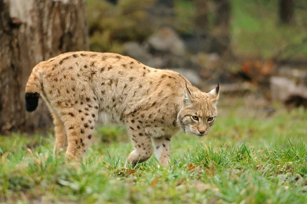 Genç lynx — Stok fotoğraf