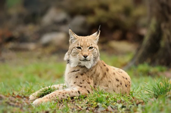 stock image Young lynx