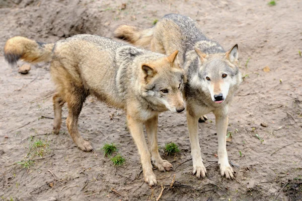 タイリクオオカミ (Canis lupus) ストック写真