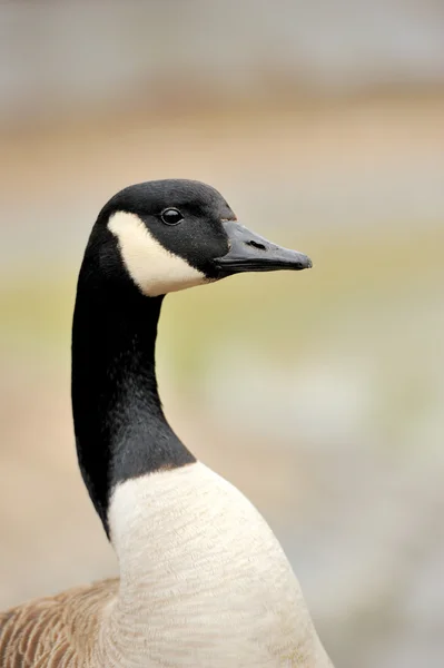 Wild geese portrait Royalty Free Stock Images