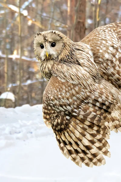 Young owl — Stock Photo, Image