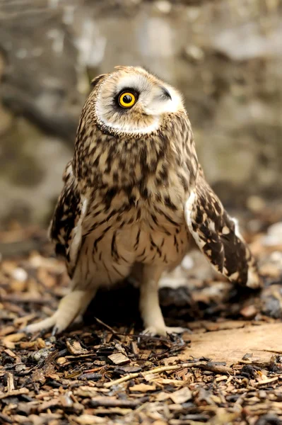 Young owl — Stock Photo, Image