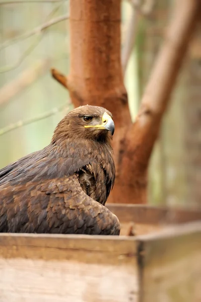 Young Eagle — Stock Photo, Image