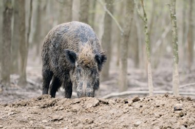 Wild boar clipart