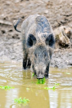 Wild boar clipart