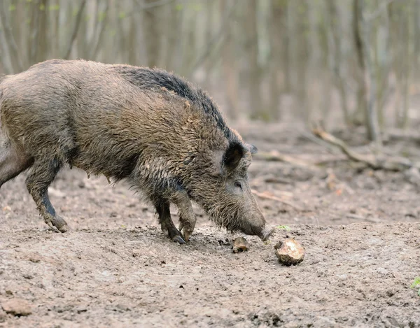 Wild boar — Stock Photo, Image