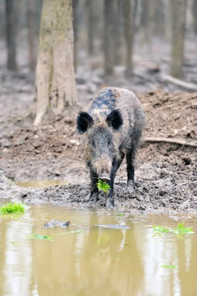 Wild boar — Stock Photo, Image