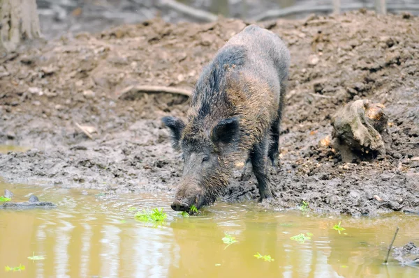 stock image Wild boar