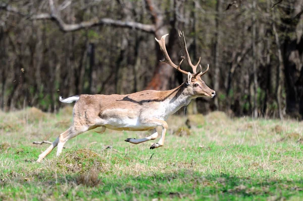 stock image Roe deer