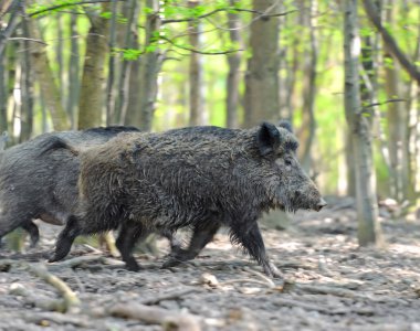 Wild boar clipart