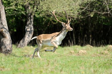 Roe deer clipart