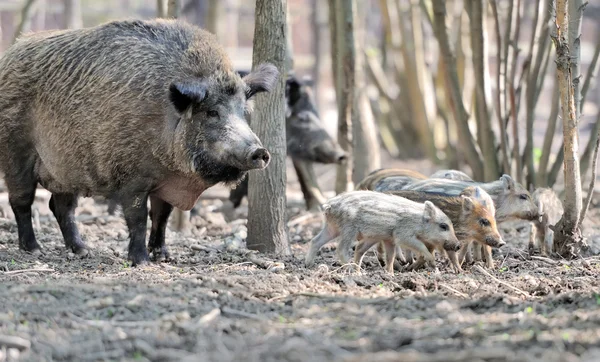 Cinghiale — Foto Stock