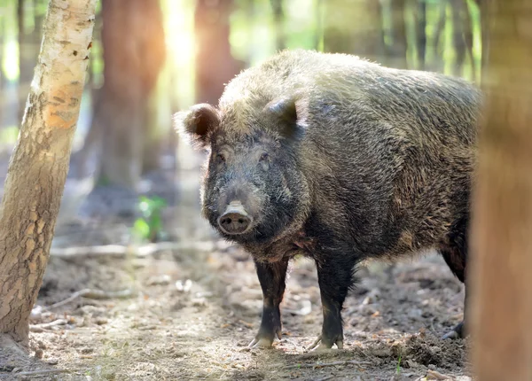 stock image Wild boar