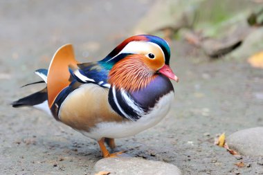 Mandarin duck clipart