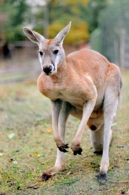 Kangaroo clipart