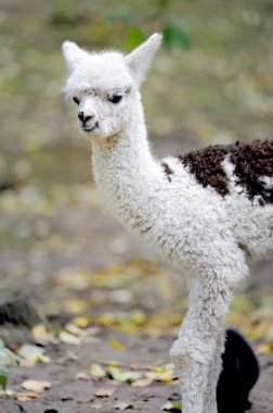 Young white alpaca clipart