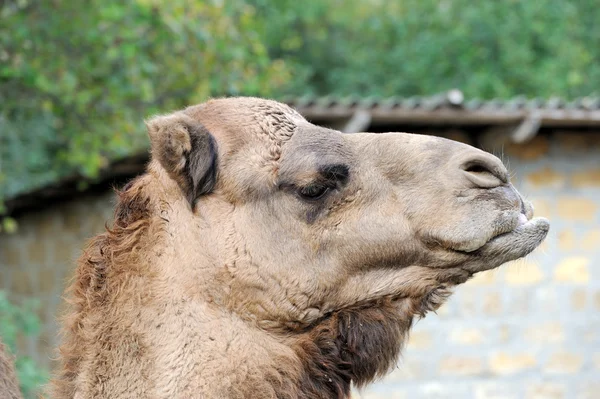 Καμήλα πορτρέτο — Φωτογραφία Αρχείου