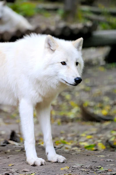 Lobo branco — Fotografia de Stock