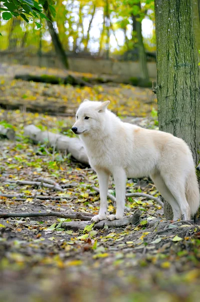 Bílý vlk — Stock fotografie